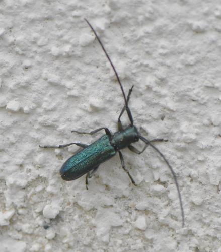 Réf. 281 526 : Agapanthia intermedia